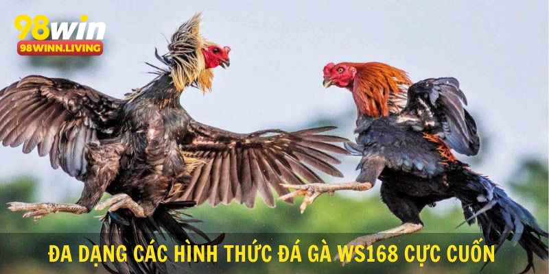 Đa dạng các hình thức đá gà WS168 cực cuốn