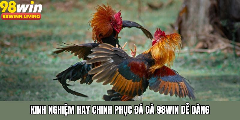 Kinh nghiệm hay chinh phục đá gà 98WIN dễ dàng
